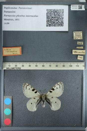 Media type: image;   Entomology 174303